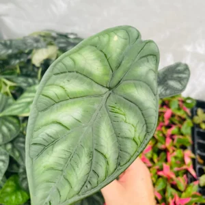 Alocasia 'Dragon Scale' Live Plant - Potted Houseplant Starter - Image 4