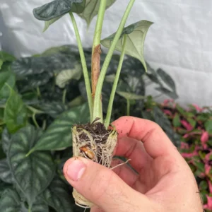 Alocasia 'Dragon Scale' Live Plant - Potted Houseplant Starter - Image 5