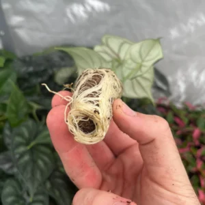 Alocasia 'Dragon Scale' Live Plant - Potted Houseplant Starter - Image 6