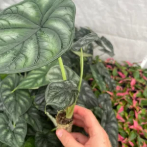 Alocasia 'Dragon Scale' Live Plant - Potted Houseplant Starter - Image 7
