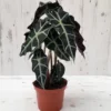Alocasia Dwarf Amazonica Live Plant - Starter Size, Indoor Houseplant - Image 1