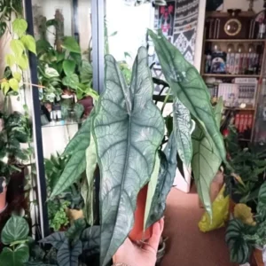 Alocasia Heterophylla 'Dragon's Breath' Live Plant - 4 inch Pot - Indoor - Image 1