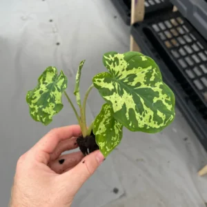 Alocasia Hilo Beauty Live Plant – Rare Aroid Houseplant – Exotic Foliage - Image 10