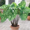 Alocasia Hilo Beauty Live Plant – Rare Aroid Houseplant – Exotic Foliage - Image 1