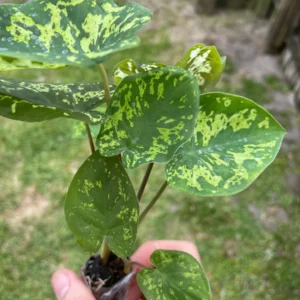 Alocasia Hilo Beauty Live Plant – Rare Aroid Houseplant – Exotic Foliage - Image 2