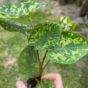 Alocasia Hilo Beauty Live Plant – Rare Aroid Houseplant – Exotic Foliage - Image 3