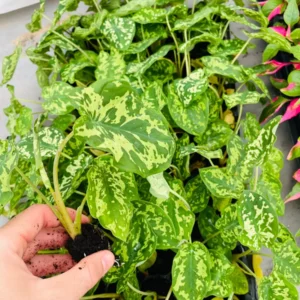 Alocasia Hilo Beauty Live Plant – Rare Aroid Houseplant – Exotic Foliage - Image 4