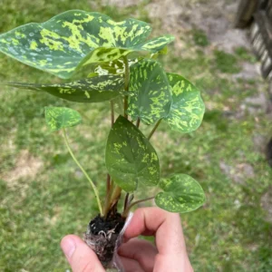 Alocasia Hilo Beauty Live Plant – Rare Aroid Houseplant – Exotic Foliage - Image 5