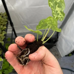 Alocasia Hilo Beauty Live Plant – Rare Aroid Houseplant – Exotic Foliage - Image 6