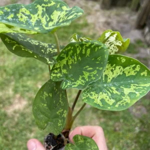 Alocasia Hilo Beauty Live Plant – Rare Aroid Houseplant – Exotic Foliage - Image 7