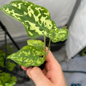 Alocasia Hilo Beauty Live Plant – Rare Aroid Houseplant – Exotic Foliage - Image 8
