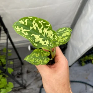 Alocasia Hilo Beauty Live Plant – Rare Aroid Houseplant – Exotic Foliage - Image 9