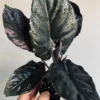 Alocasia infernalis Black Magic Live Starter Plant – Unique Indoor Foliage - Image 1