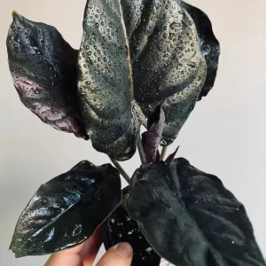 Alocasia infernalis Black Magic Live Starter Plant – Unique Indoor Foliage - Image 1