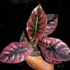 Alocasia Infernalis Live Plant – 2 inch Pot – Red Emergent Indoor Houseplant - Image 1
