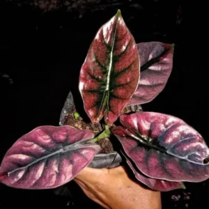 Alocasia Infernalis Live Plant – 2 inch Pot – Red Emergent Indoor Houseplant - Image 1