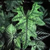 Alocasia Jacklyn Starter Plant - Live Houseplant - Unique Foliage - Indoor - Image 1