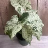Alocasia Macrorrhiza Camouflage Variegated Live Plant – 6 inch Pot – Indoor - Image 1
