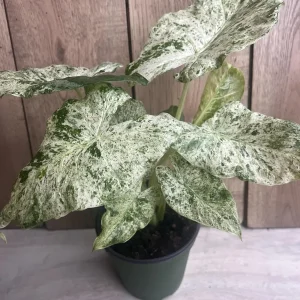 Alocasia Macrorrhiza Camouflage Variegated Live Plant – 6 inch Pot – Indoor - Image 5
