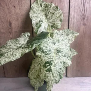 Alocasia Macrorrhiza Camouflage Variegated Live Plant – 6 inch Pot – Indoor - Image 8