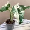Alocasia Okinawa Silver Live Plant - Rare Starter Houseplant - Image 1