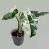 Alocasia 'Okinawa Silver' Live Plant – Rare Variegated Aroid – 2 inch Pot – Indoor - Image 1