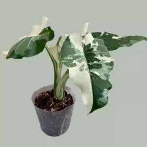 Alocasia 'Okinawa Silver' Live Plant – Rare Variegated Aroid – 2 inch Pot – Indoor - Image 1
