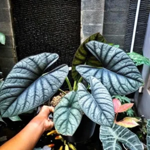 Alocasia Platinum Bisma Live Plant – Rare Wide Form 2 inch Potted Houseplant Indoor - Image 1