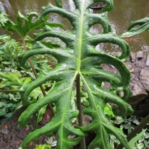 Alocasia Portei Megalodon Live Plant – 4 inch Pot – Indoor Houseplant - Image 1