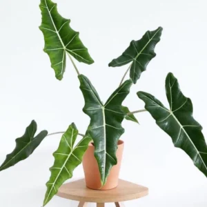 Alocasia Sarian Starter Plant – Live Elephant Ear Houseplant – Indoor - Image 1