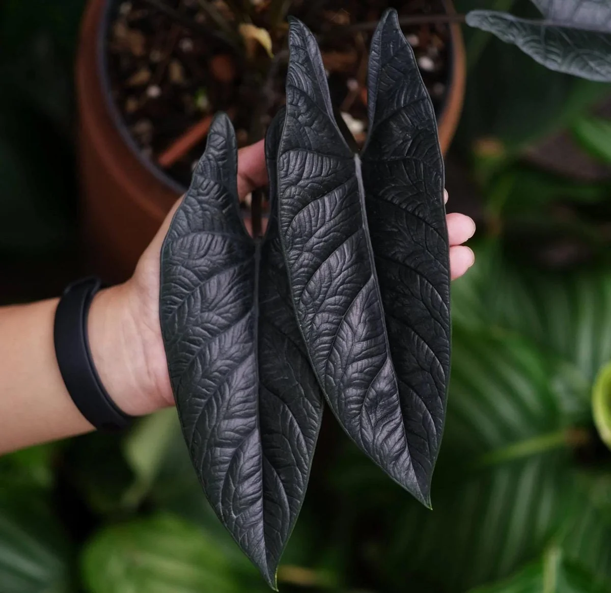 Alocasia Scalprum Live Plant – Rare 4-inch Potted Houseplant – Indoor - Image 1