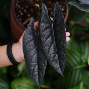 Alocasia Scalprum Live Plant Starter - Rare Indoor Houseplant - Image 1