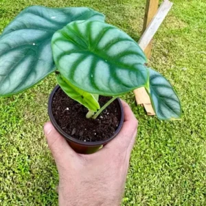 Alocasia Silver Dragon Live Plant – 2 inch Pot – Indoor Houseplant - Image 1