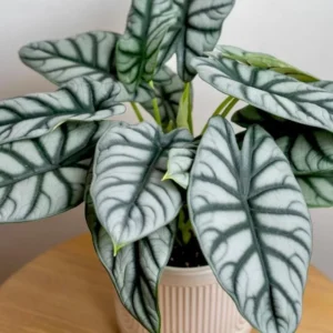 Alocasia Silver Dragon Live Plant – Potted Houseplant – Indoor Foliage - Image 1