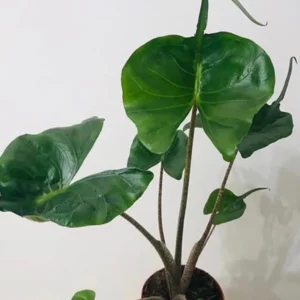 Alocasia Stingray Live Plant – Unique Aroid Houseplant – 2 inch Pot - Image 2