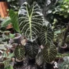 Alocasia Suhirmaniana Live Plant – Exotic Starter Houseplant – Indoor Foliage - Image 1