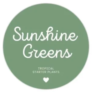 Alocasia Suhirmaniana Live Plant – Exotic Starter Houseplant – Indoor Foliage - Image 2