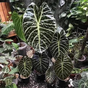 Alocasia Suhirmaniana Live Plant – Exotic Starter Houseplant – Indoor Foliage - Image 1