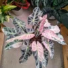Alocasia Variegated Bambino Live Plant - Indoor Houseplant Starter - Image 1