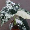Alocasia Variegated Frydek Live Plant – Large Size – 5 Pack Special - Image 1