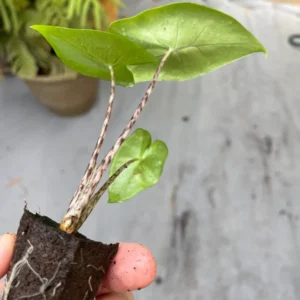 Alocasia Zebrina Live Plant - Exotic Indoor Houseplant - Image 10