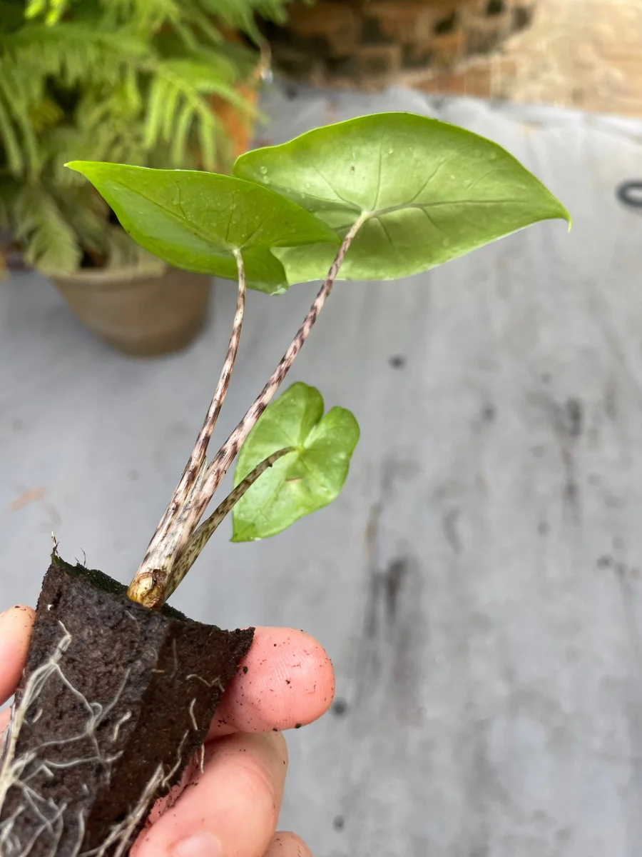 Alocasia Zebrina Live Plant - Exotic Indoor Houseplant - Image 10