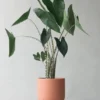 Alocasia Zebrina Live Plant - Exotic Indoor Houseplant - Image 1