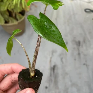Alocasia Zebrina Live Plant - Exotic Indoor Houseplant - Image 2