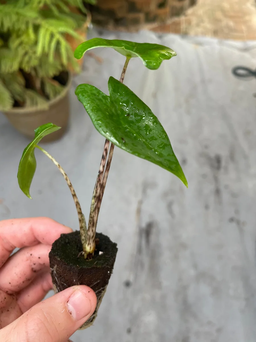 Alocasia Zebrina Live Plant - Exotic Indoor Houseplant - Image 2