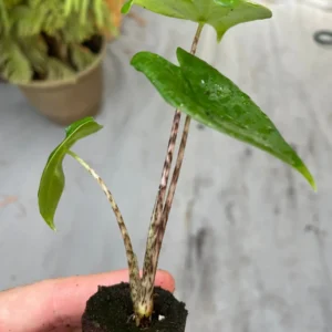 Alocasia Zebrina Live Plant - Exotic Indoor Houseplant - Image 3