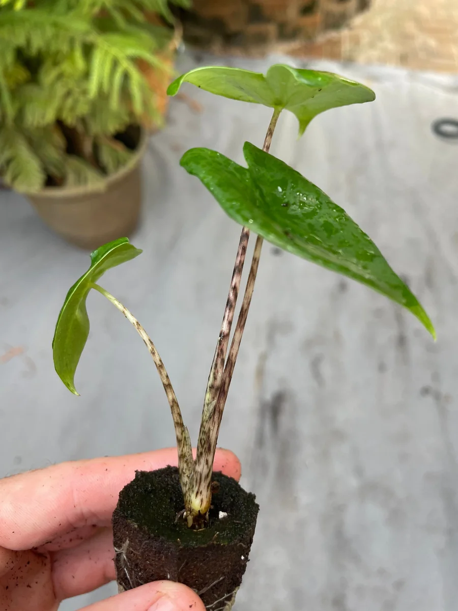 Alocasia Zebrina Live Plant - Exotic Indoor Houseplant - Image 3