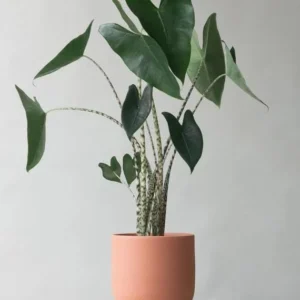 Alocasia Zebrina Live Plant - Exotic Indoor Houseplant - Image 1