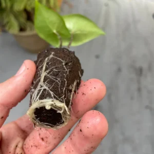 Alocasia Zebrina Live Plant - Exotic Indoor Houseplant - Image 4