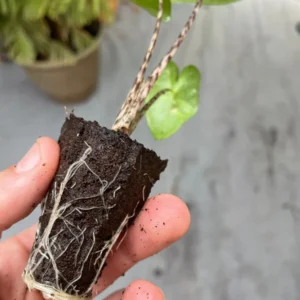 Alocasia Zebrina Live Plant - Exotic Indoor Houseplant - Image 5